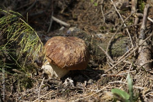 junger Steinpilz (Boletus edulis) im Wald