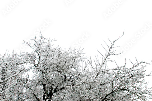 Bäume im Winter © VRD
