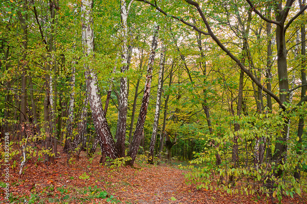 Yellow autumn forest with birches Yellow autumn forest with birches