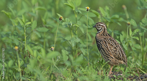 Bird, Rain Quail (Cotumix coromandelica) on the floor with little tree, Beautiful bird photo