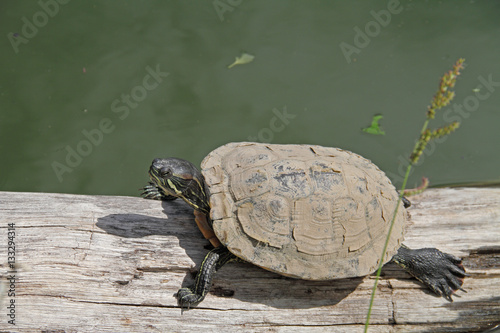 Gelbwangen-Schildkröte photo