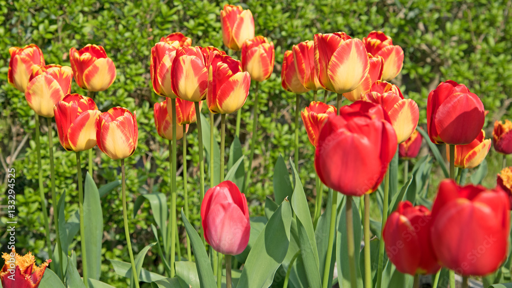Tulpen, Tulipa, Frühling