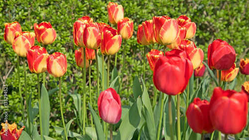 Tulpen  Tulipa  Fr  hling