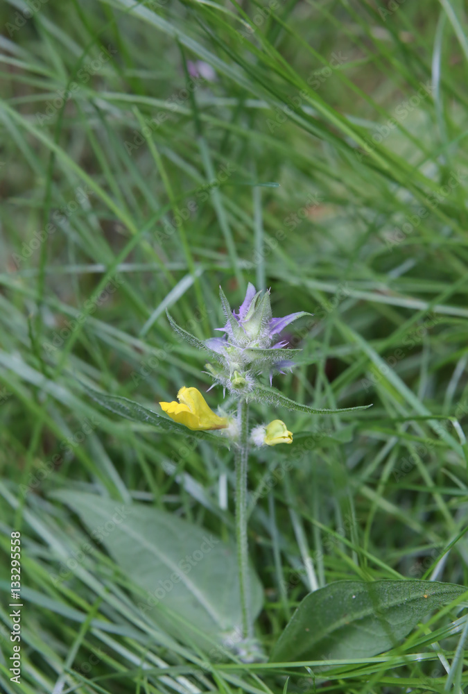 Flowering plant of the cow wheat species Melampyrum nemorosum Flowering plant of the cow wheat species Melampyrum nemorosum