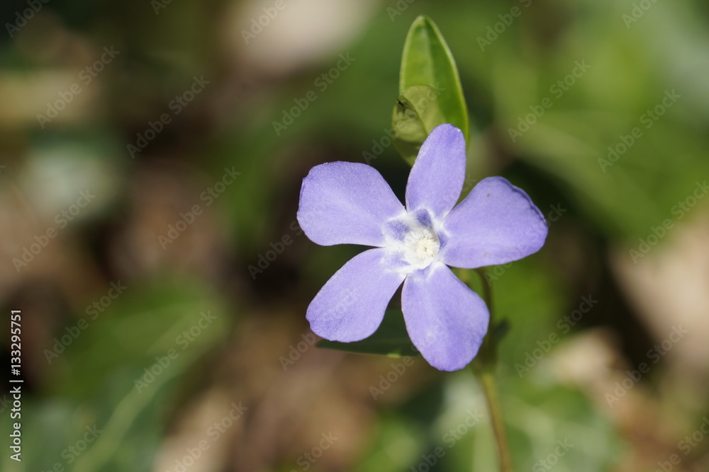 Immergrün (Vinca minor) im Wald