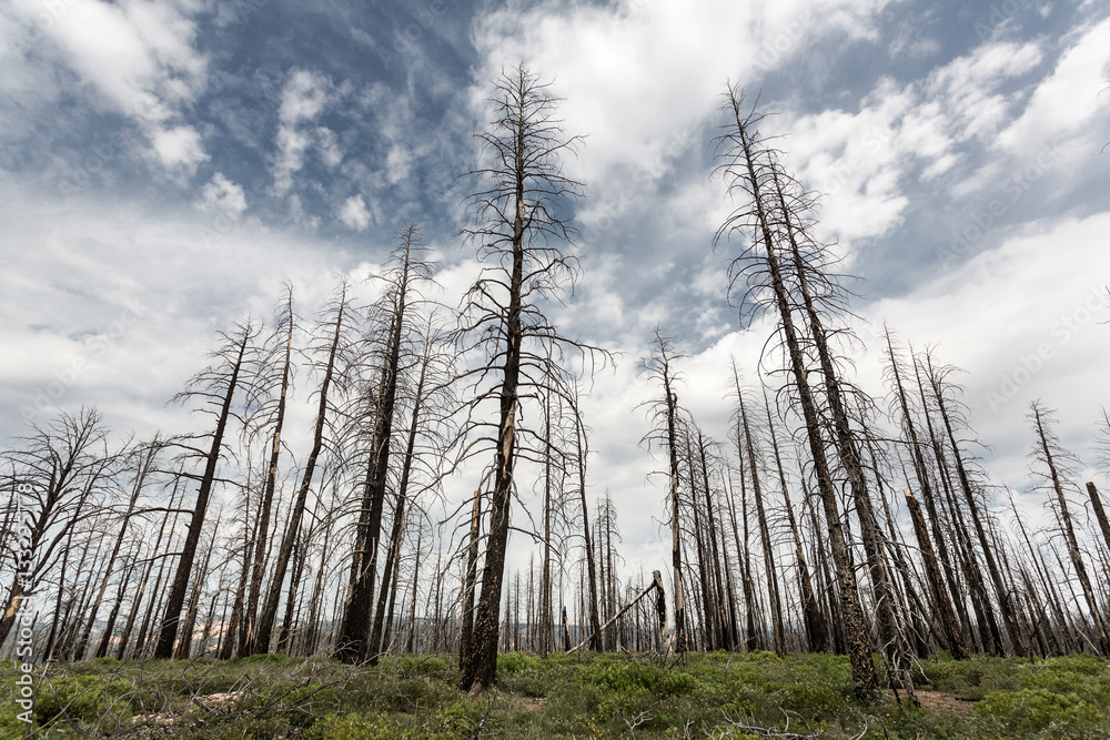 Naklejka premium Deadwood, ecology environment landscape.
