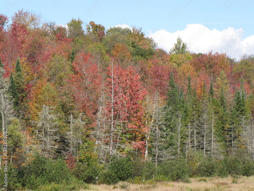 Fototapeta premium Fall