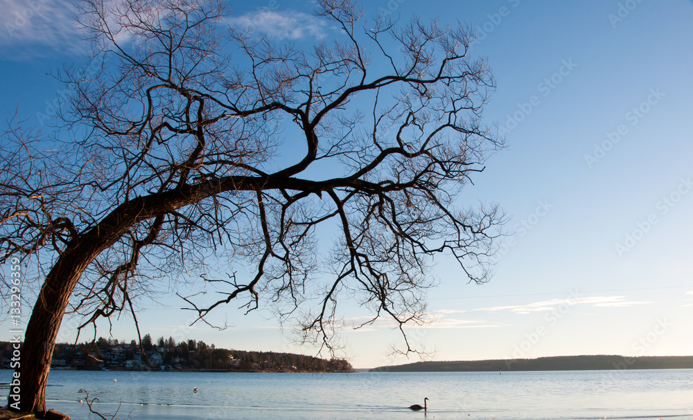 Unusual bent tree over a lake in Sweden on a clear cold day with blue sky and swan.