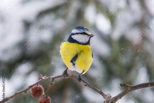 Blaumeise - Cyanistes caeruleus