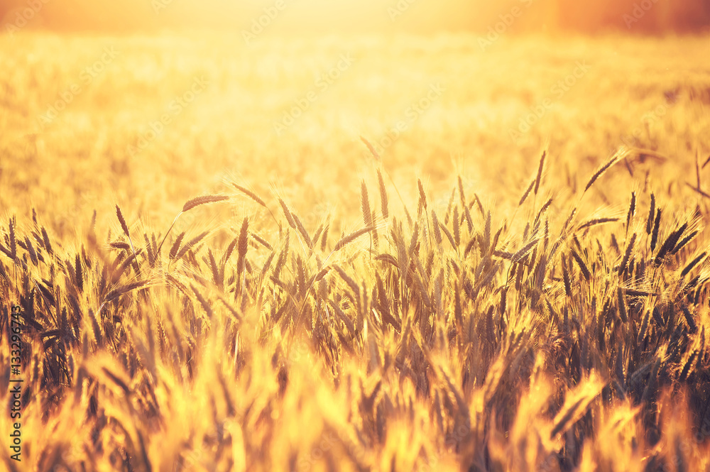 Field of ripe wheat on colorful sunset Field of ripe wheat on colorful sunset