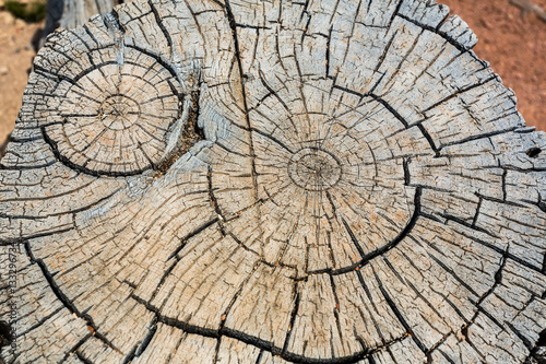 Closeup cutted wooden stump 