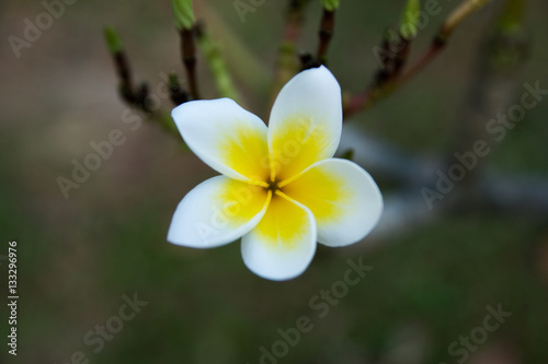 white Plumeria in the garden