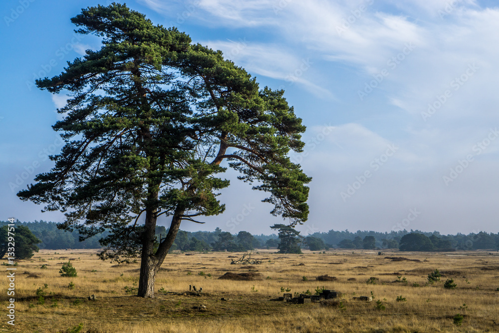 Landschaft des Nationalparks De Hoge Veluwe Landschaft des Nationalparks De Hoge Veluwe