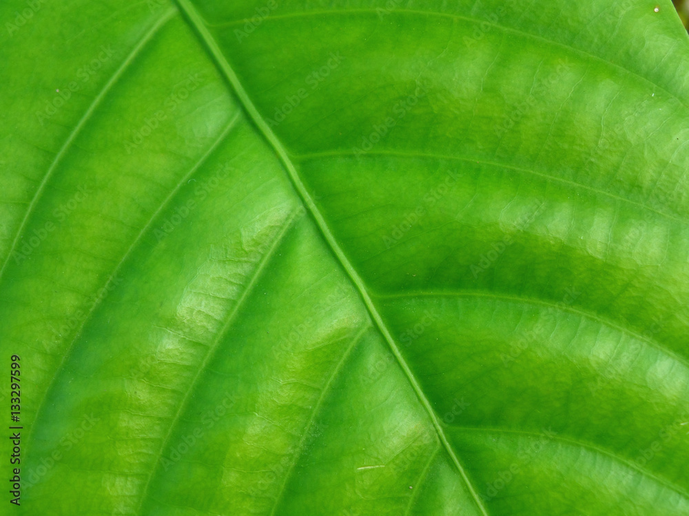 Closed up Texture of Vivid Green Tropical Tree Leaf in the Afternoon Sun Light Closed up Texture of Vivid Green Tropical Tree Leaf in the Afternoon Sun Light