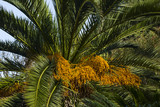 Palm tree with fruits