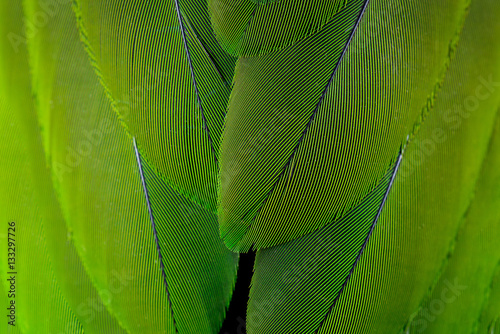 green feather background.