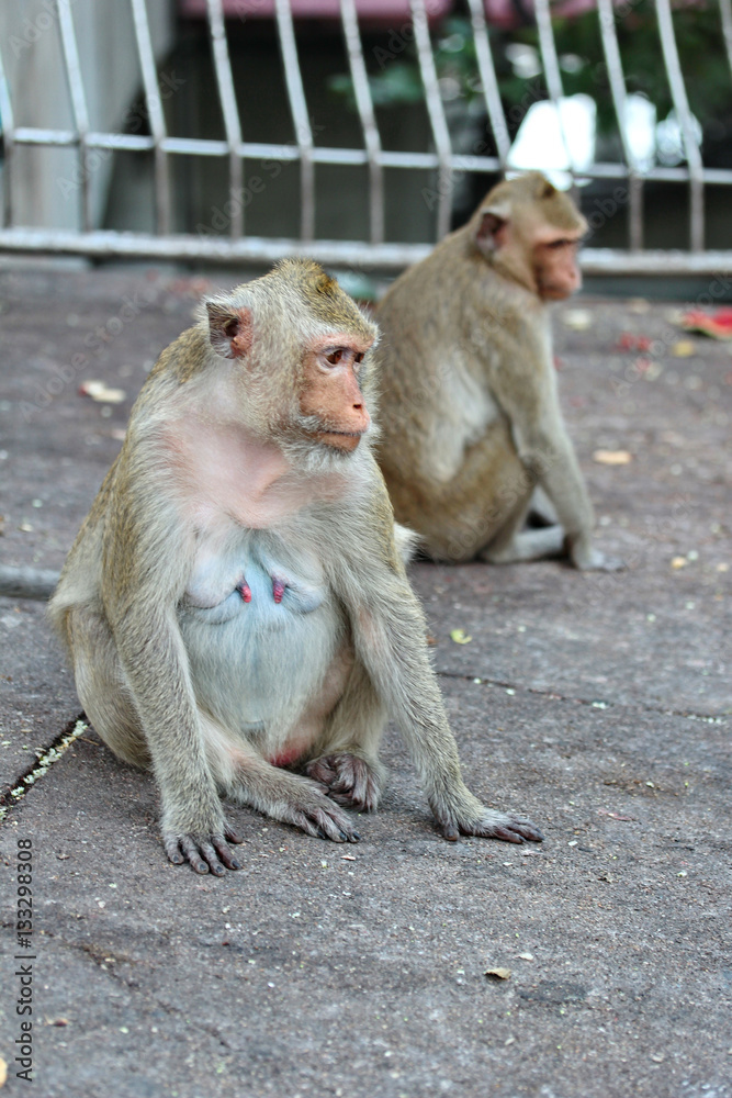 Fototapeta premium Mother monkey and baby monkey enjoy to play .