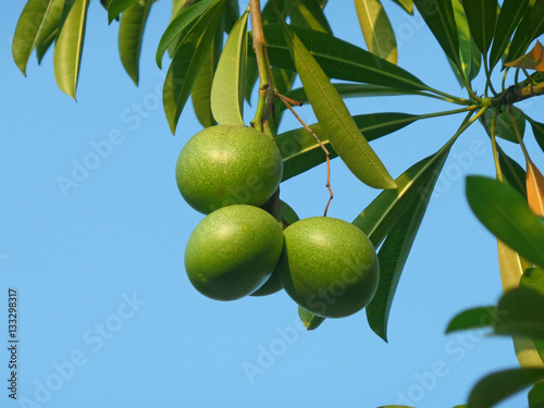 Three Green Pong-Pong Tree Fruits with Green Leaves Against Sunny Blue Sky  photo