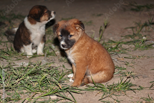 Young puppies on country field at night