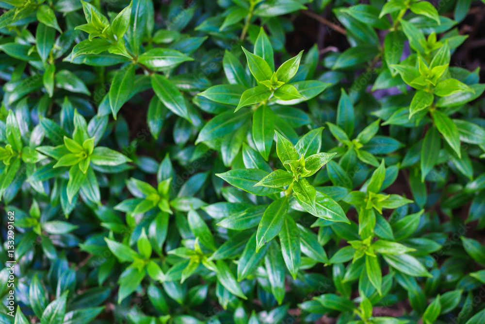 green leaf background green leaf background