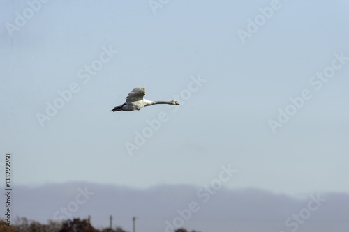 Adult mute swan in flight