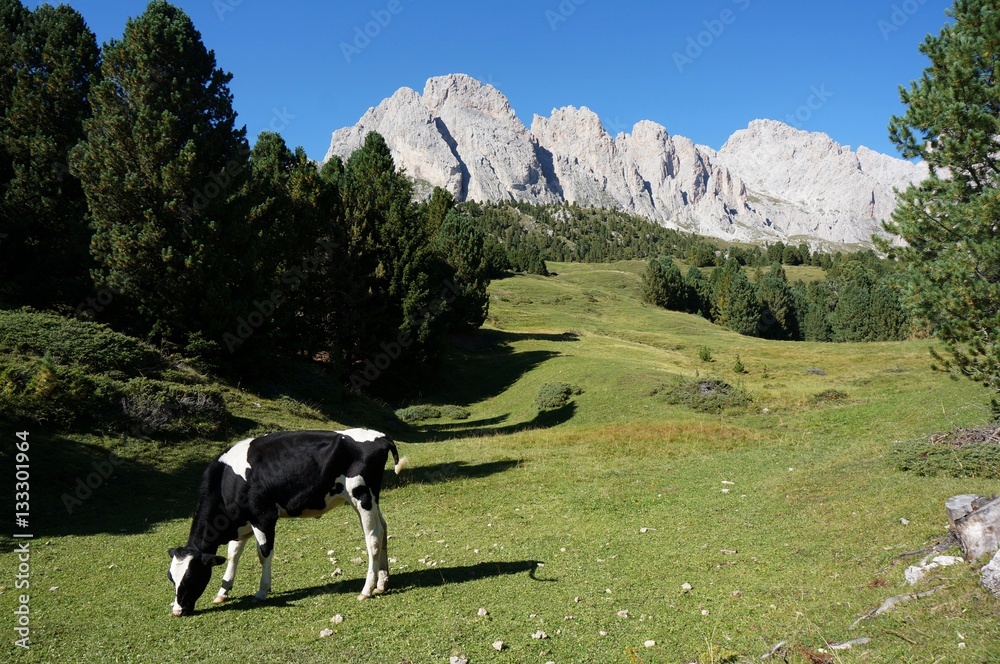 Kuh auf Almwiese vor Geisler Spitzen Kuh auf Almwiese vor Geisler Spitzen