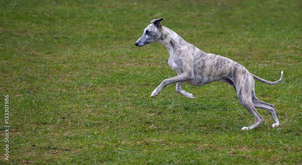 Running Whippet Running Whippet