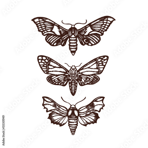 Smerinthus ocellatus. Sphingidae. Insect. The biological illustration. Wildlife. Entomology. Hand drawn. Raster copy.