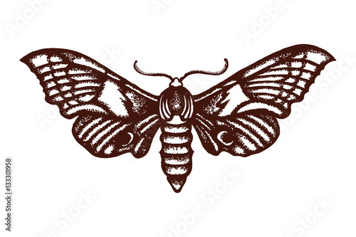 Smerinthus ocellatus. Sphingidae. Insect. The biological illustration. Wildlife. Entomology. Hand drawn.