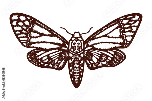 Smerinthus ocellatus. Sphingidae. Insect. The biological illustration. Wildlife. Entomology. Hand drawn.