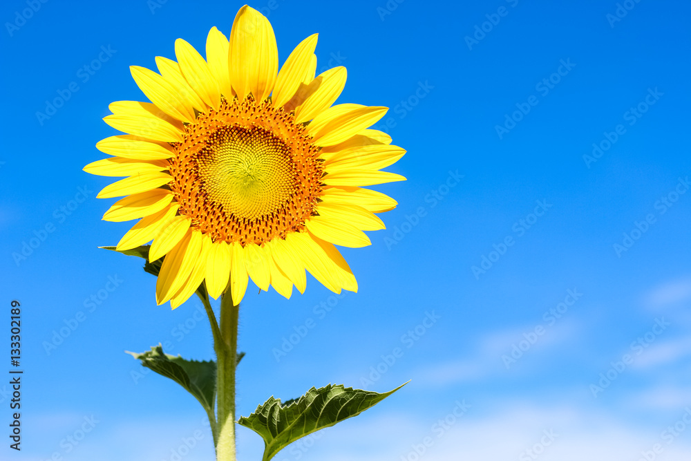 Closeup beautiful sunflower over the beautiful blue sky Closeup beautiful sunflower over the beautiful blue sky