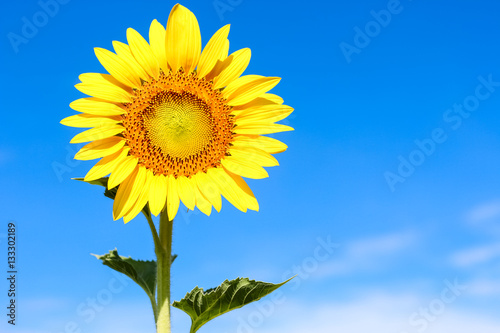 Closeup beautiful sunflower over the beautiful blue sky