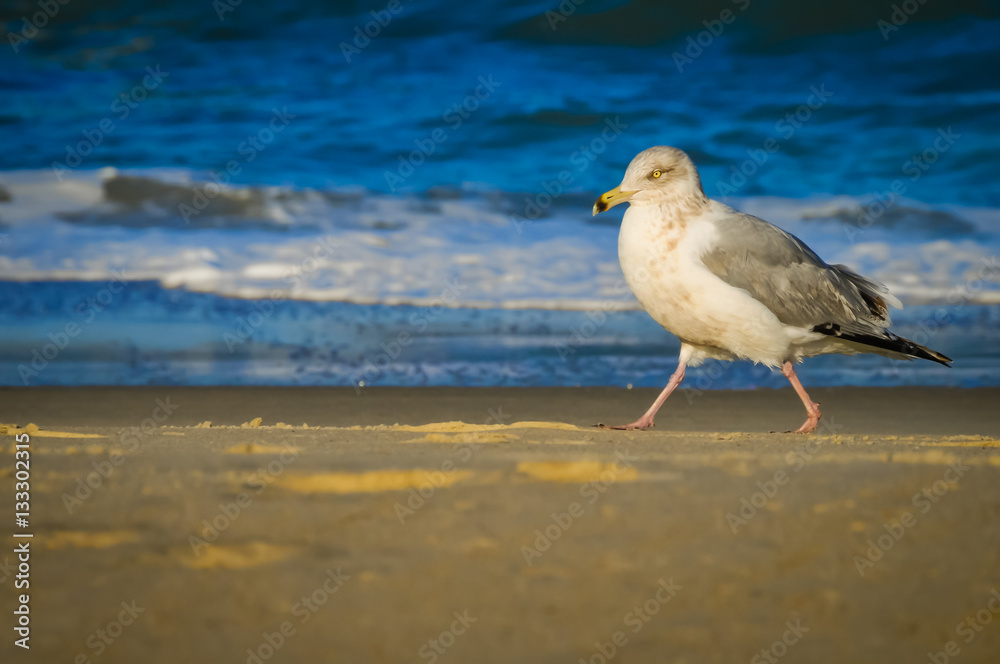 Seagull Seagull