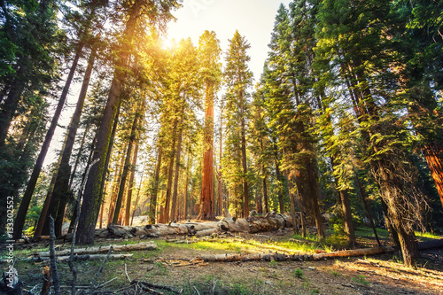 Fototapeta Naklejka Na Ścianę i Meble -  Old redwood  in Sequoia National Park
