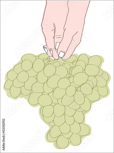 Digital vector female hand holding a bunch of green grapes, line art hand drawn doodle