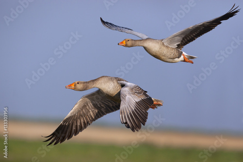 Grey-lag Geese Anser anser taking off Cley Norfolk