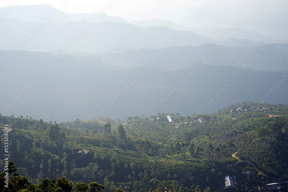 Tea plantation on the hills