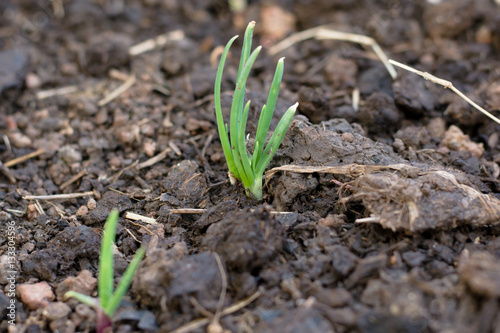 Spring onions growing in the soil