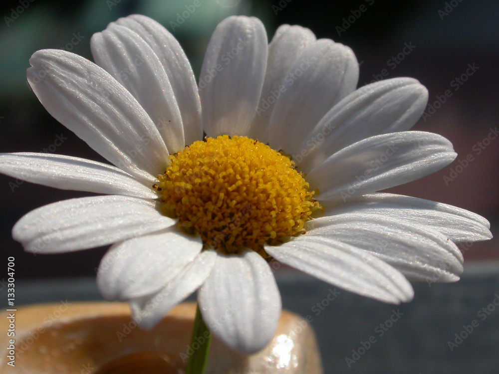 Fototapeta premium Blume in Sonne