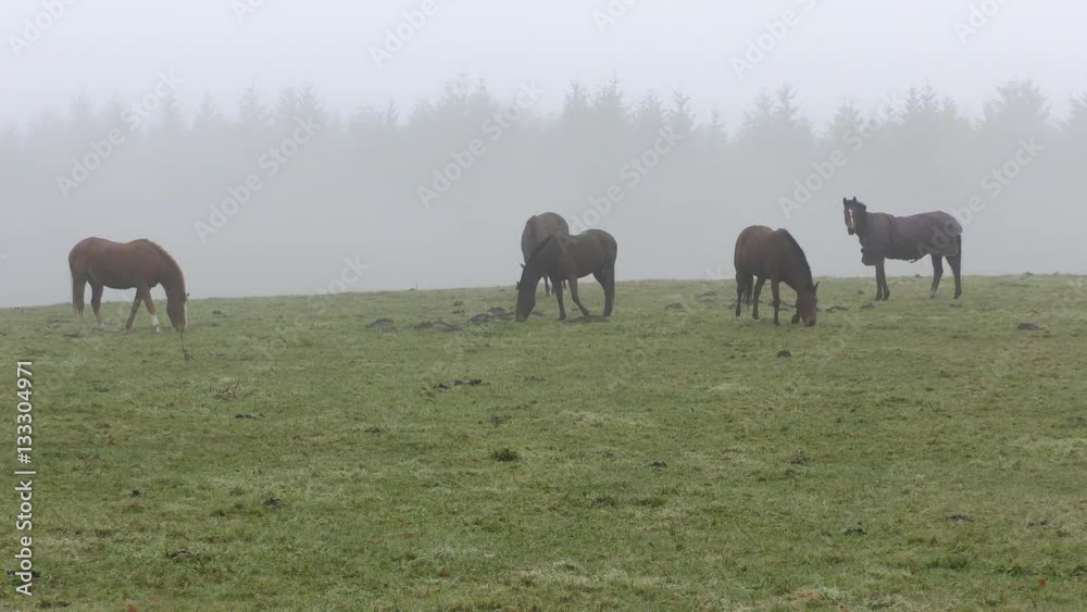 Horses grazing on the field. Horses grazing on the field.