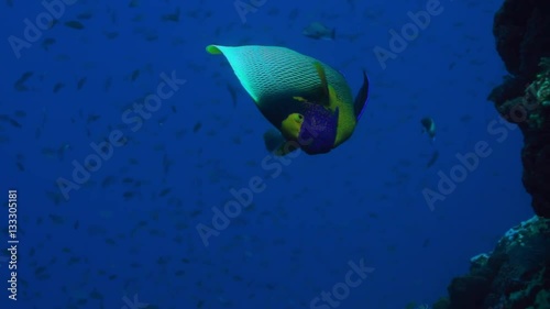 Blueface or Yellowface or Yellowmask Angelfish (Pomacanthus xanthometopon) photo