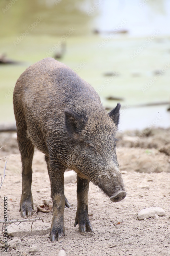Wild boar (Sus scrofa) standing and looking down Wild boar (Sus scrofa) standing and looking down