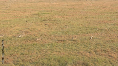 AERIAL: Wild zebras in big herd running in line across savanna field at sunset
