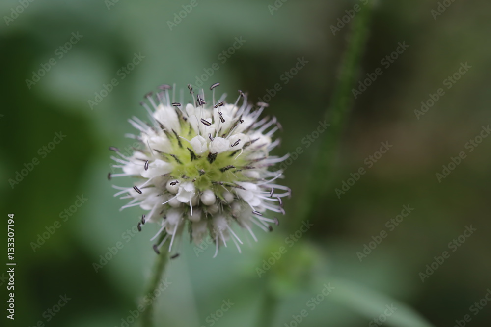 Inflorescence of a Dipsacus pilosus (small teasel) plant Inflorescence of a Dipsacus pilosus (small teasel) plant