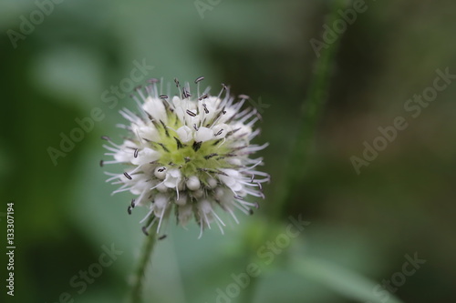 Inflorescence of a Dipsacus pilosus  small teasel  plant