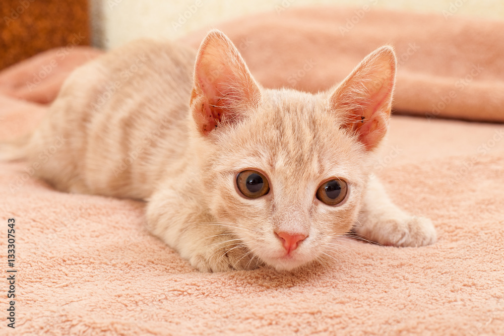 Pet, a peach striped kitten.