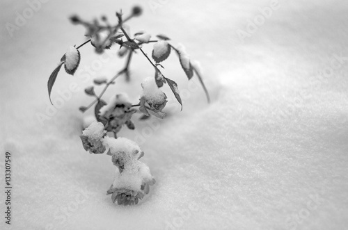 Roses in snow