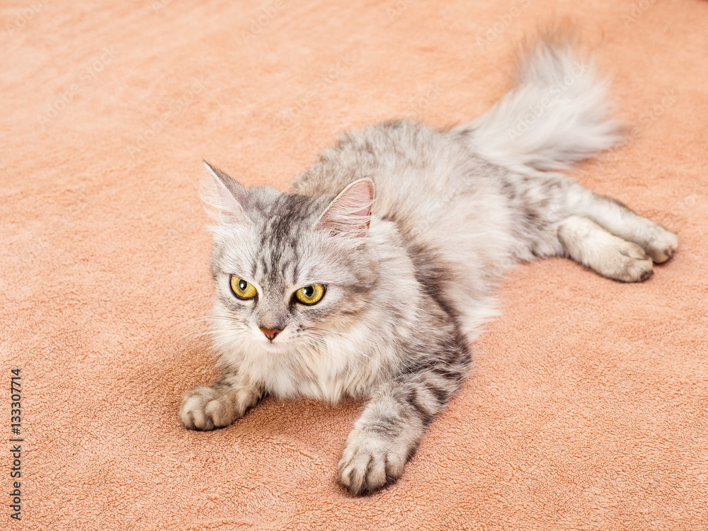 Obraz premium The pet, gray striped cat.