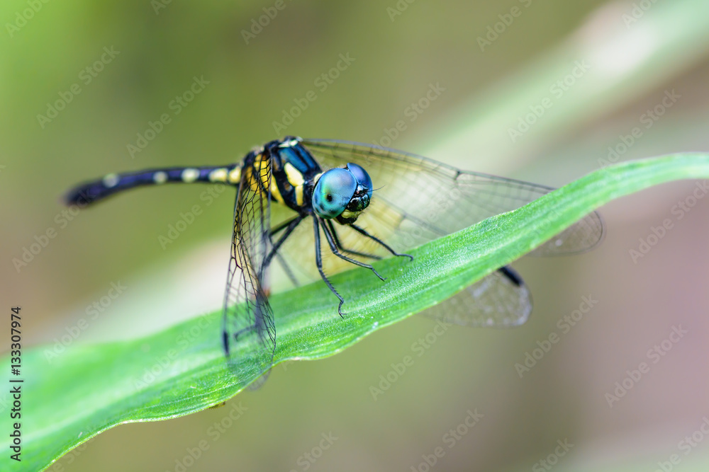 Beautiful dragonfly on leaves with green background, Tetrathemis platyptera Beautiful dragonfly on leaves with green background, Tetrathemis platyptera