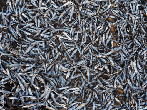 Fish being dried